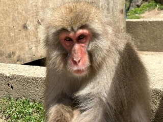 Japanische Schneeaffen in natürlicher heißer Quelle