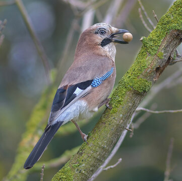 Eichelh&auml;her, Garrulus glandarius, 