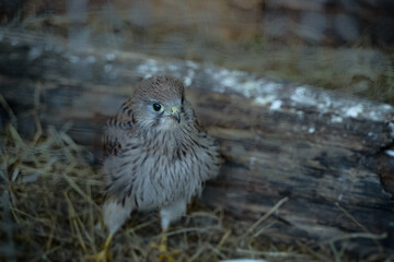 vogel zoo rettung tier