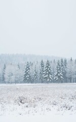 Snowy landscape with evergreen trees and a field covered in snow, creating a serene winter scene in nature