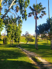 A serene park scene with a winding path leading through lush greenery, framed by trees and bathed in sunlight. Invites exploration and tranquility. Perfect for wellness concepts.
