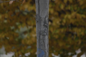 autumn in the forest