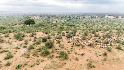Aerial shot of a group of white sheep grazing in the Thar Desert near Khuri, Jaisalmer, Rajasthan, on a monsoon morning, surrounded by moist golden sand and sparse green desert vegetation.