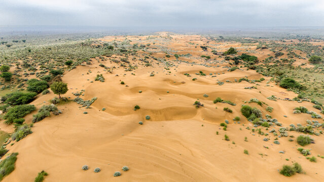 Khuri sand dunes, Jaisalmer, Rajasthan, on a monsoon morning after rain, showing moist sand dunes dotted with green desert vegetation like Khejri, Rohida, Babool, & Ker trees, creating a vibrant Thar