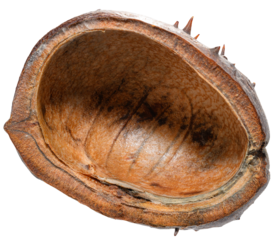 Empty half of a dry, prickly horse chestnut husk. Isolated background