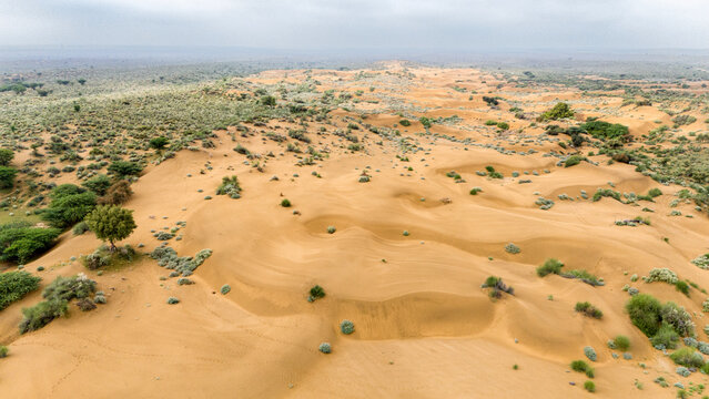 Khuri sand dunes, Jaisalmer, Rajasthan, on a monsoon morning after rain, showing moist sand dunes dotted with green desert vegetation like Khejri, Rohida, Babool, & Ker trees, creating a vibrant Thar