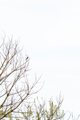 Bee-eater perched on a tree with a white background