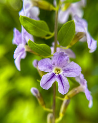 Fototapeta premium Duranta erecta, also known as golden dewdrop. Macro photo of the purple flower against a green background.