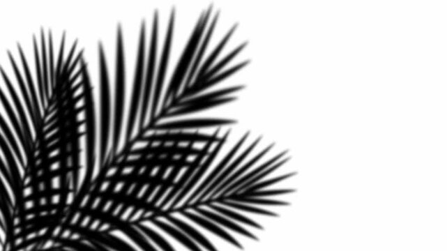 The shadow of palm tree leaves sways gently in the wind on a white background. For tropical, summer, or minimalist product mockups
