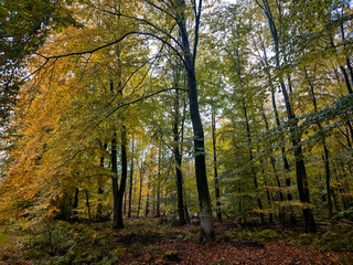 Dense autumn forest with yellow-green leaves, a natural and tranquil atmosphere, autumn forest in the rain near 27798 Hude, Lower Saxony, Germany