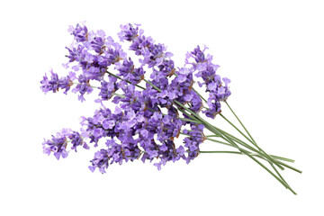 Vibrant lavender bouquet arranged beautifully. isolated on a transparent background.