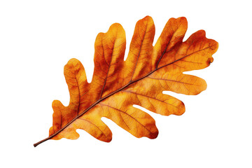 Vibrant orange oak leaf against a dark background. isolated on a transparent background.