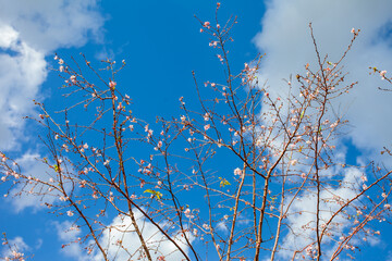 Snow-covered tree branches against a bright blue winter sky