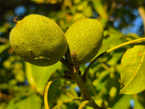 A walnut tree with two large fruit shells