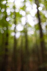 Blurry forest photo. Defocused tall trees in a forest.