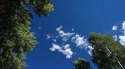 Fototapeta premium Vibrant shot of the clear blue sky, with some green tree leaves 