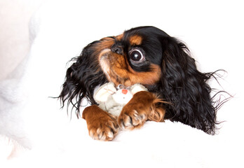 A long-haired dog lies comfortably on a soft, white, fluffy blanket
