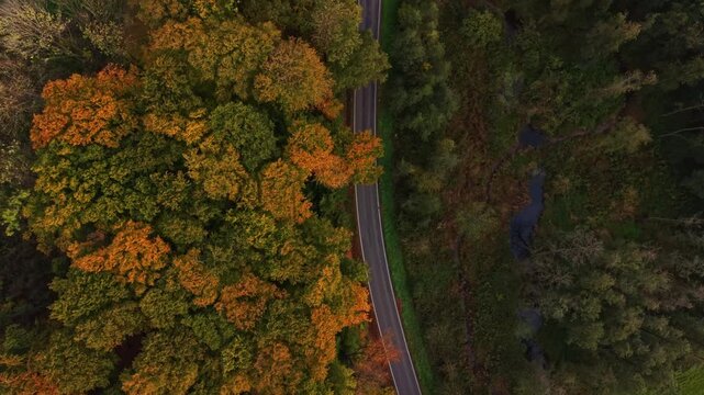 Rich shades of orange and gold fill the trees framing a curving road as sunlight filters through the leaves in a tranquil forest A peaceful creek flows nearby enhancing the calm atmosphere