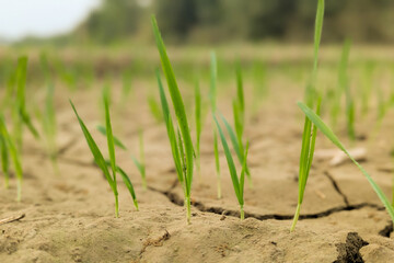 Green ears of weat in the field, macro, Fresh green wheat plants with roots, A lush expanse of winter wheat emerges from the earth, its green blades shimmering in the early morning sunlight.
