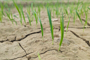 Green ears of weat in the field, macro, Fresh green wheat plants with roots, A lush expanse of winter wheat emerges from the earth, its green blades shimmering in the early morning sunlight.