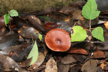 湿潤な土壌に艶のある赤茶色のチチタケ属キノコ（アウトドアフィールド菌＆キノコ類マクロ撮影）