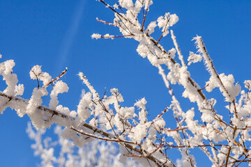 Snowcovered trees and branches