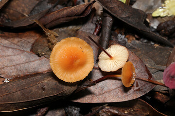 秋の落葉の間から顔を出す小さな茶色いミヤマオチバタケキノコ（自然下菌キノコ類マクロ撮影）