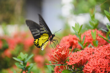 Close-up of a large butterfly perched on a bright red-orange flower bouquet.
