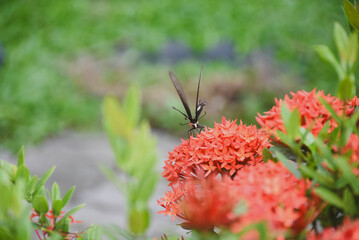 Close-up of a large butterfly perched on a bright red-orange flower bouquet.