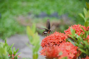 Close-up of a large butterfly perched on a bright red-orange flower bouquet.