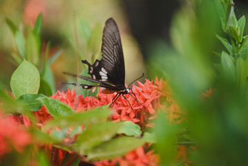 Close-up of a large butterfly perched on a bright red-orange flower bouquet.