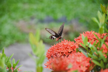 Close-up of a large butterfly perched on a bright red-orange flower bouquet.