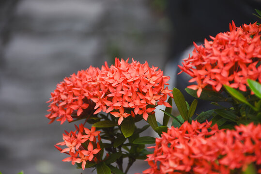 red flower and other name Ixora flower Spike flowers in garden