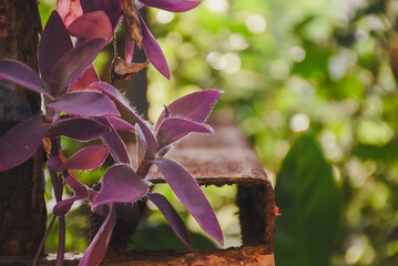 Fuzzy, purple plant drapes over rusty metal with green bokeh.