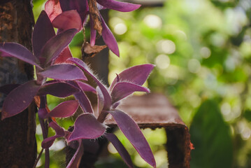 Fuzzy, purple plant drapes over rusty metal with green bokeh.