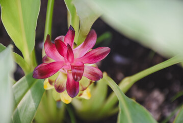 Vibrant pink and yellow curcuma flower nestled among green leaves.