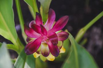Fototapeta premium Vibrant pink and yellow curcuma flower nestled among green leaves.