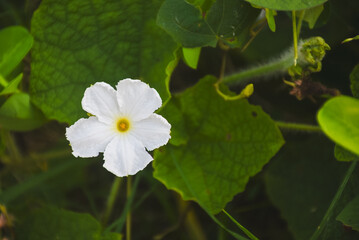 Single white flower with yellow center amidst lush green foliage.