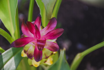 Vibrant pink and yellow curcuma flower nestled among green leaves.