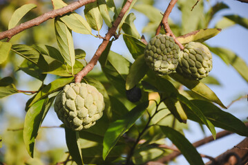 Fototapeta premium Custard apples hang from branches amidst green leaves, bright sunlight.
