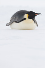 Emperor penguin sliding on its belly