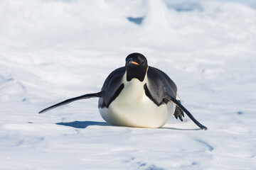 Emperor penguin sliding on its belly © Frank