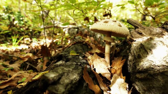 Low ground-level cinematic shot of a Macrolepiota procera mushroom growing between two tree trunks in an autumn oak forest, with slow camera movement and gently swaying grass.