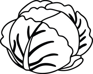 cabbage vector art with white background