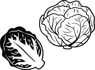cabbage vector art with white background