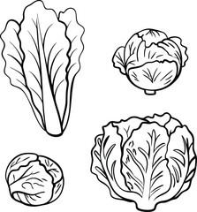 cabbage vector art with white background