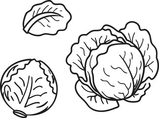 cabbage vector art with white background