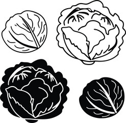 cabbage vector art with white background