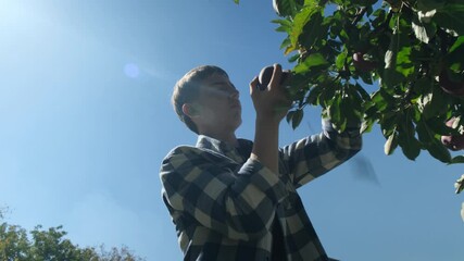 Low-angle view of a teenage boy in a checkered shirt picking ripe apples from a tree while standing on a garden ladder. The frame shows the sun, the boy, and the blue sky. Apple harvest season.