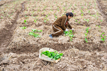 A farmer planting rapeseed in the field